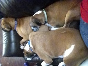 In this shot I was sitting on the love seat and here comes all three dogs to effectively push me off...