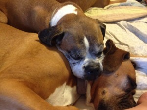 Roxy snuggling with Kali